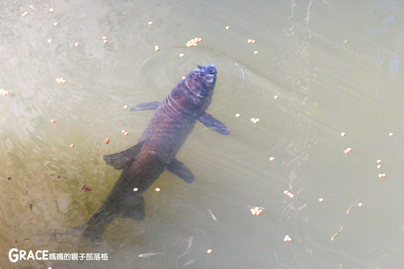 北部親子景點宜蘭-橫山頭休閒農業區-橫山頭食農2日遊-蘭城花事休閒農場-全天行程-園區生態導覽-網撈無郭魚-漂流木花藝DIY-4人以上可以野炊焢窯烤雞烤地瓜-有機花草茶-grace媽媽 (27).jpg 北部親子景點宜蘭-橫山頭休閒農業區-橫山頭食農2日遊-蘭城花事休閒農場-全天行程-園區生態導覽-網撈無郭魚-漂流木花藝DIY-4人以上可以野炊焢窯烤雞烤地瓜-有機花草茶-grace媽媽 (27).jpg