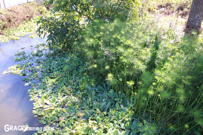 北部親子景點宜蘭-橫山頭休閒農業區-橫山頭食農2日遊-蘭城花事休閒農場-全天行程-園區生態導覽-網撈無郭魚-漂流木花藝DIY-4人以上可以野炊焢窯烤雞烤地瓜-有機花草茶-grace媽媽 (36).jpg 北部親子景點宜蘭-橫山頭休閒農業區-橫山頭食農2日遊-蘭城花事休閒農場-全天行程-園區生態導覽-網撈無郭魚-漂流木花藝DIY-4人以上可以野炊焢窯烤雞烤地瓜-有機花草茶-grace媽媽 (36).jpg
