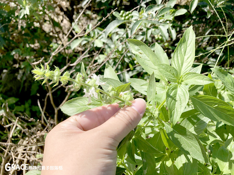北部親子景點宜蘭-橫山頭休閒農業區-橫山頭食農2日遊-蘭城花事休閒農場-全天行程-園區生態導覽-網撈無郭魚-漂流木花藝DIY-4人以上可以野炊焢窯烤雞烤地瓜-有機花草茶-grace媽媽 (8).jpg 北部親子景點宜蘭-橫山頭休閒農業區-橫山頭食農2日遊-蘭城花事休閒農場-全天行程-園區生態導覽-網撈無郭魚-漂流木花藝DIY-4人以上可以野炊焢窯烤雞烤地瓜-有機花草茶-grace媽媽 (8).jpg