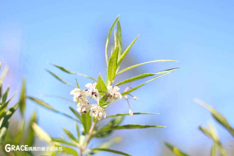 北部親子景點宜蘭-橫山頭休閒農業區-橫山頭食農2日遊-蘭城花事休閒農場-全天行程-園區生態導覽-網撈無郭魚-漂流木花藝DIY-4人以上可以野炊焢窯烤雞烤地瓜-有機花草茶-grace媽媽 (30).jpg 北部親子景點宜蘭-橫山頭休閒農業區-橫山頭食農2日遊-蘭城花事休閒農場-全天行程-園區生態導覽-網撈無郭魚-漂流木花藝DIY-4人以上可以野炊焢窯烤雞烤地瓜-有機花草茶-grace媽媽 (30).jpg