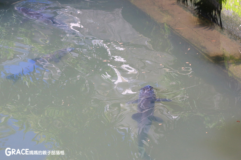 北部親子景點宜蘭-橫山頭休閒農業區-橫山頭食農2日遊-蘭城花事休閒農場-全天行程-園區生態導覽-網撈無郭魚-漂流木花藝DIY-4人以上可以野炊焢窯烤雞烤地瓜-有機花草茶-grace媽媽 (28).jpg 北部親子景點宜蘭-橫山頭休閒農業區-橫山頭食農2日遊-蘭城花事休閒農場-全天行程-園區生態導覽-網撈無郭魚-漂流木花藝DIY-4人以上可以野炊焢窯烤雞烤地瓜-有機花草茶-grace媽媽 (28).jpg