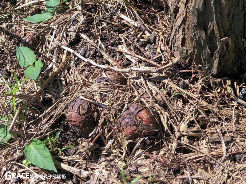 北部親子景點宜蘭-橫山頭休閒農業區-橫山頭食農2日遊-蘭城花事休閒農場-全天行程-園區生態導覽-網撈無郭魚-漂流木花藝DIY-4人以上可以野炊焢窯烤雞烤地瓜-有機花草茶-grace媽媽 (10).jpg 北部親子景點宜蘭-橫山頭休閒農業區-橫山頭食農2日遊-蘭城花事休閒農場-全天行程-園區生態導覽-網撈無郭魚-漂流木花藝DIY-4人以上可以野炊焢窯烤雞烤地瓜-有機花草茶-grace媽媽 (10).jpg