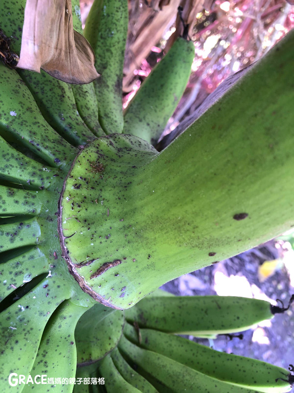 北部親子景點宜蘭-橫山頭休閒農業區-橫山頭食農2日遊-蘭城花事休閒農場-全天行程-園區生態導覽-網撈無郭魚-漂流木花藝DIY-4人以上可以野炊焢窯烤雞烤地瓜-有機花草茶-grace媽媽 (9).jpg 北部親子景點宜蘭-橫山頭休閒農業區-橫山頭食農2日遊-蘭城花事休閒農場-全天行程-園區生態導覽-網撈無郭魚-漂流木花藝DIY-4人以上可以野炊焢窯烤雞烤地瓜-有機花草茶-grace媽媽 (9).jpg