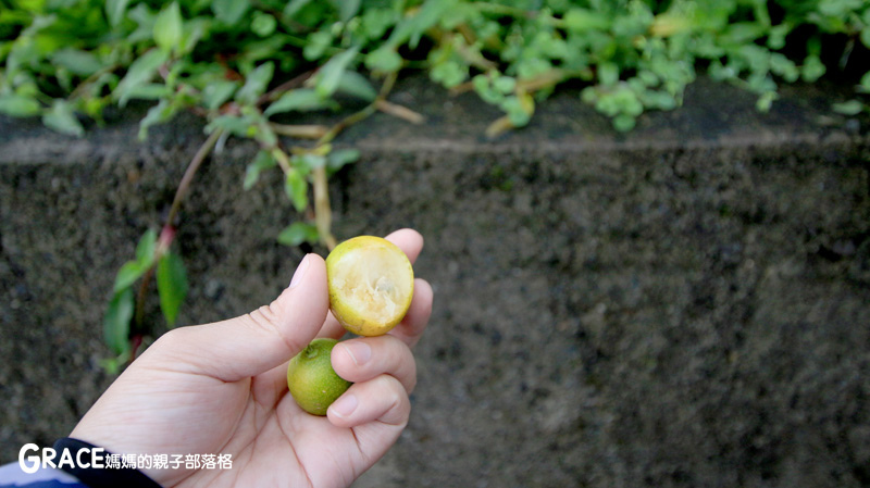 北部親子景點宜蘭-橫山頭休閒農業區-橫山頭農村再生2日遊-太陽埤果園看風景-香草菲菲-果園採金棗- DIY作金棗蜜餞-吃飯太陽湖畔咖啡館小火鍋-grace媽媽 (39).jpg