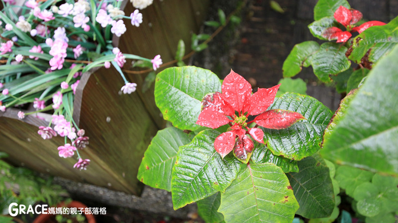 北部親子景點宜蘭-橫山頭休閒農業區-橫山頭農村再生2日遊-太陽埤果園看風景-香草菲菲-果園採金棗- DIY作金棗蜜餞-吃飯太陽湖畔咖啡館小火鍋-grace媽媽 (22).jpg