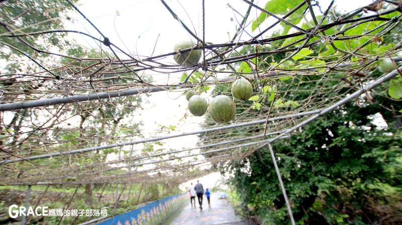 北部親子景點宜蘭-橫山頭休閒農業區-橫山頭農村再生2日遊-太陽埤果園看風景-香草菲菲-果園採金棗- DIY作金棗蜜餞-吃飯太陽湖畔咖啡館小火鍋-grace媽媽 (28).jpg
