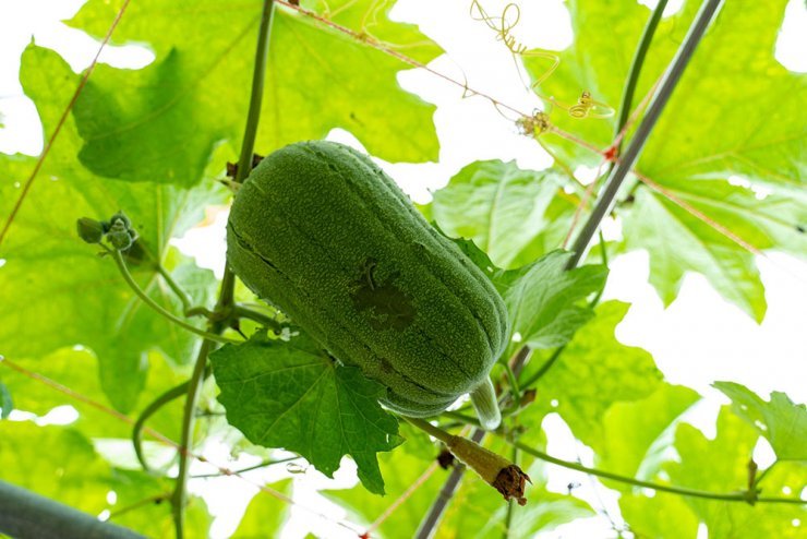 深度農村小旅行 鐵牛力阿卡帶你遊內城