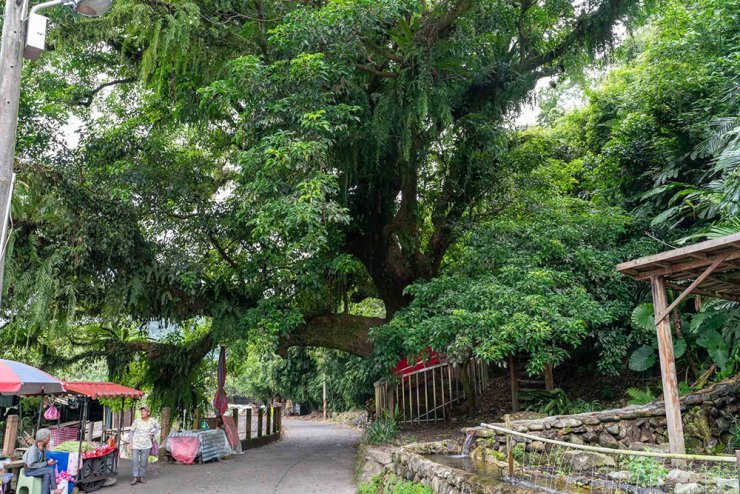 深度農村小旅行 鐵牛力阿卡帶你遊內城