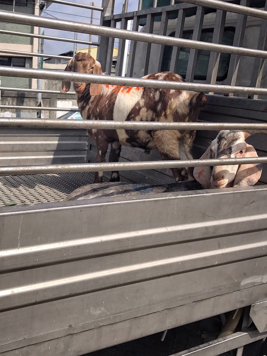 【美食】彰化溪湖─阿清羊肉爐─獨特的自助燒烤─溫體羊