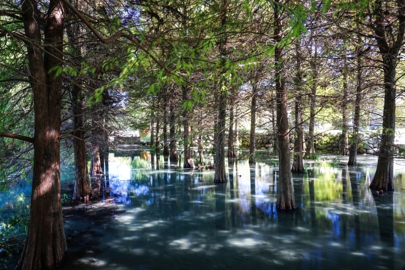 跳躍的宅男 - [20181203]花蓮壽豐雲山水-落羽松美景現況直播 冬遊夢幻湖 靜謐的氣息令人久久不願離去