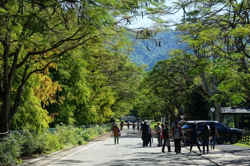 跳躍的宅男 - [20181203]花蓮壽豐雲山水-落羽松美景現況直播 冬遊夢幻湖 靜謐的氣息令人久久不願離去