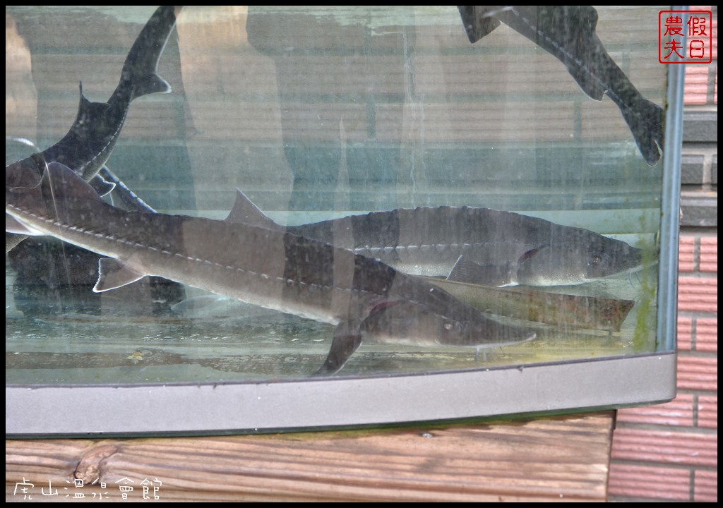 苗栗住宿|湯之島虎山溫泉會館．台灣版一島一飯店/泰安溫泉 - 假日農夫愛趴趴照