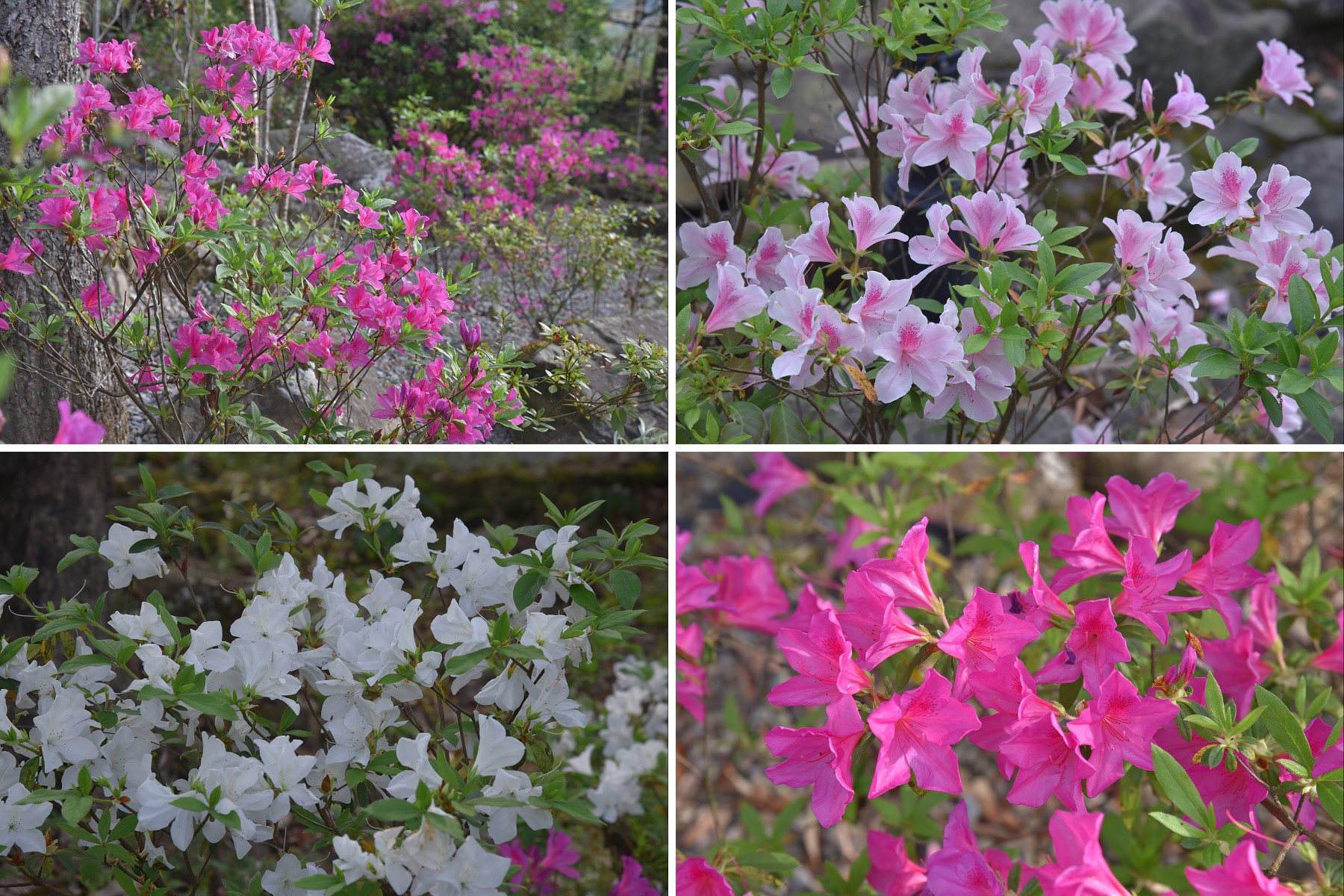 苗栗住宿|湯之島虎山溫泉會館．台灣版一島一飯店/泰安溫泉 - 假日農夫愛趴趴照