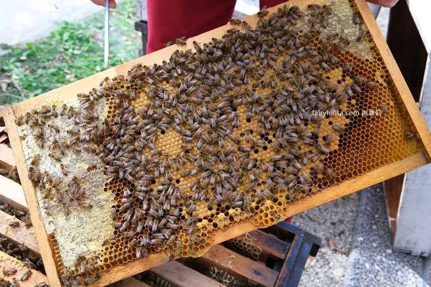走過一甲子，台中老字號泡沫紅茶店人潮多到炸！