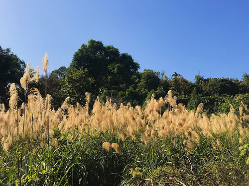 新田登山步道_5