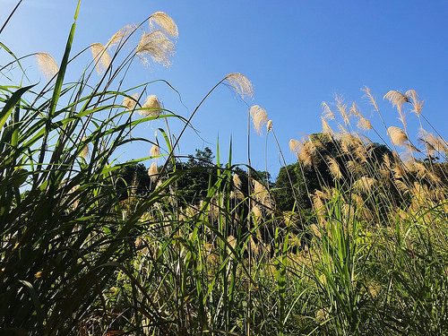新田登山步道_4