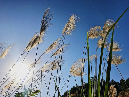 新田登山步道_26