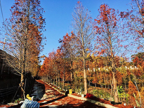 新田登山步道_27