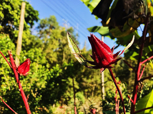 新田登山步道_21