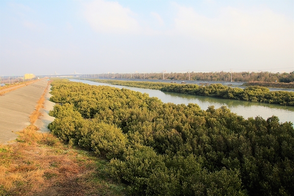 王功景觀生態橋：【彰化芳苑景點】王功景觀生態橋~橋身造型前衛，婚紗拍攝取景點，一整片自然生態的樹林