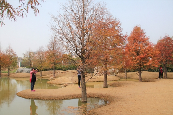 雲林虎尾青埔落羽松: 【雲林虎尾景點】青埔落羽松新秘境~圍繞著河畔而生,世外桃源與世隔絕的人間仙境