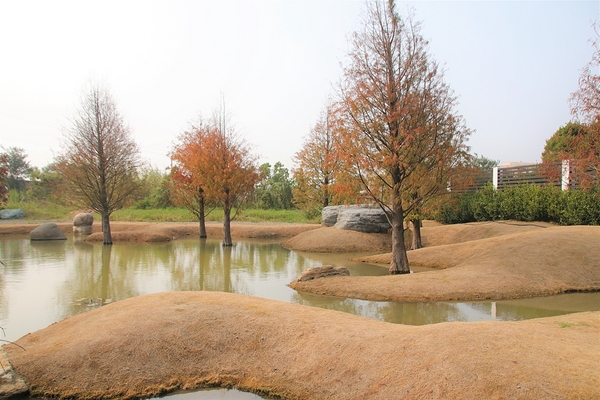 雲林虎尾青埔落羽松: 【雲林虎尾景點】青埔落羽松新秘境~圍繞著河畔而生,世外桃源與世隔絕的人間仙境