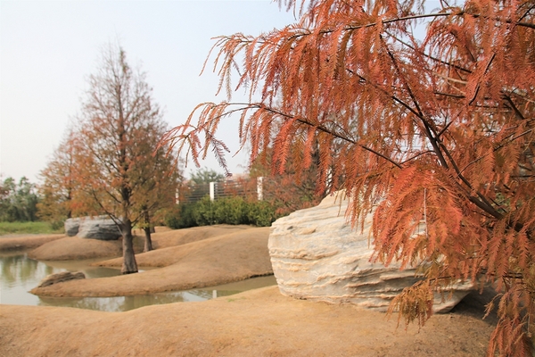 雲林虎尾青埔落羽松: 【雲林虎尾景點】青埔落羽松新秘境~圍繞著河畔而生,世外桃源與世隔絕的人間仙境