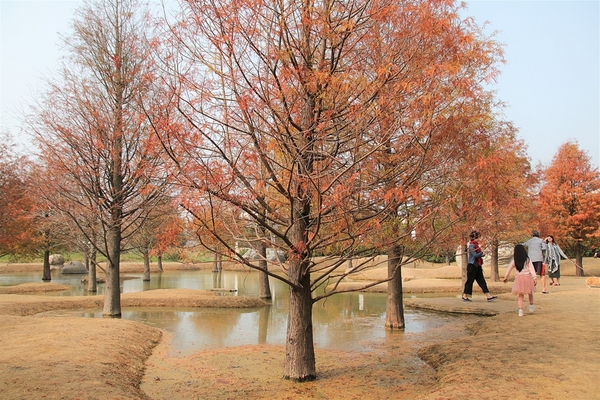 雲林虎尾青埔落羽松: 【雲林虎尾景點】青埔落羽松新秘境~圍繞著河畔而生,世外桃源與世隔絕的人間仙境