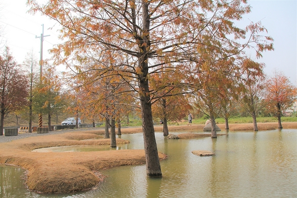 雲林虎尾青埔落羽松: 【雲林虎尾景點】青埔落羽松新秘境~圍繞著河畔而生,世外桃源與世隔絕的人間仙境