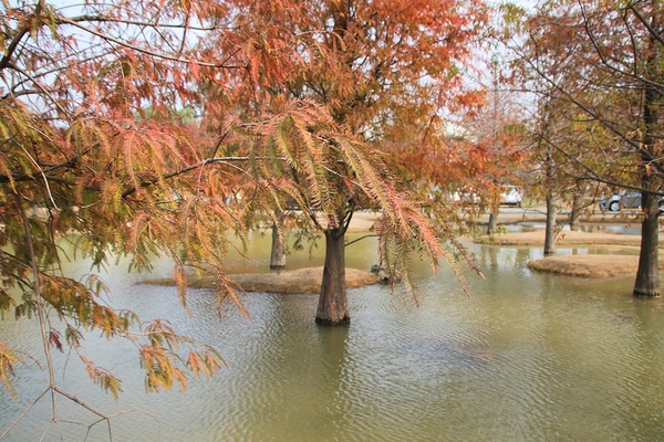 雲林虎尾青埔落羽松: 【雲林虎尾景點】青埔落羽松新秘境~圍繞著河畔而生,世外桃源與世隔絕的人間仙境
