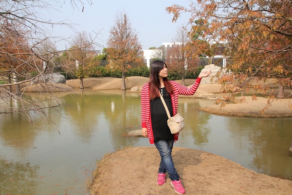 雲林虎尾青埔落羽松: 【雲林虎尾景點】青埔落羽松新秘境~圍繞著河畔而生,世外桃源與世隔絕的人間仙境