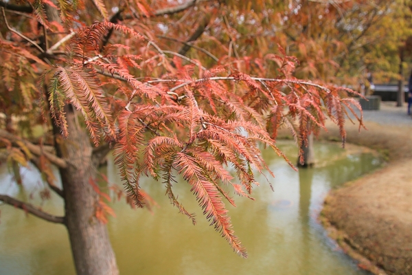 雲林虎尾青埔落羽松: 【雲林虎尾景點】青埔落羽松新秘境~圍繞著河畔而生,世外桃源與世隔絕的人間仙境