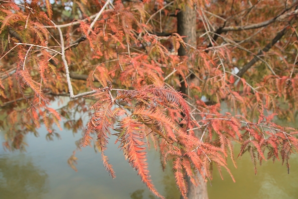 雲林虎尾青埔落羽松: 【雲林虎尾景點】青埔落羽松新秘境~圍繞著河畔而生,世外桃源與世隔絕的人間仙境