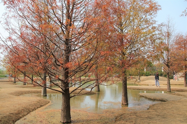 雲林虎尾青埔落羽松: 【雲林虎尾景點】青埔落羽松新秘境~圍繞著河畔而生,世外桃源與世隔絕的人間仙境