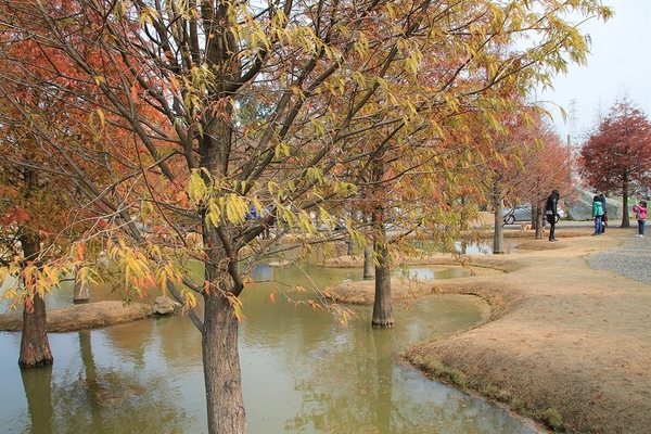 雲林虎尾青埔落羽松: 【雲林虎尾景點】青埔落羽松新秘境~圍繞著河畔而生,世外桃源與世隔絕的人間仙境