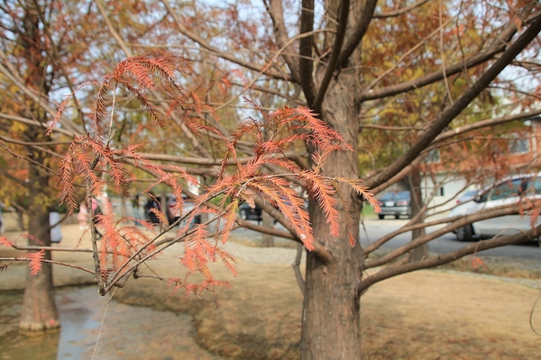 雲林虎尾青埔落羽松: 【雲林虎尾景點】青埔落羽松新秘境~圍繞著河畔而生,世外桃源與世隔絕的人間仙境