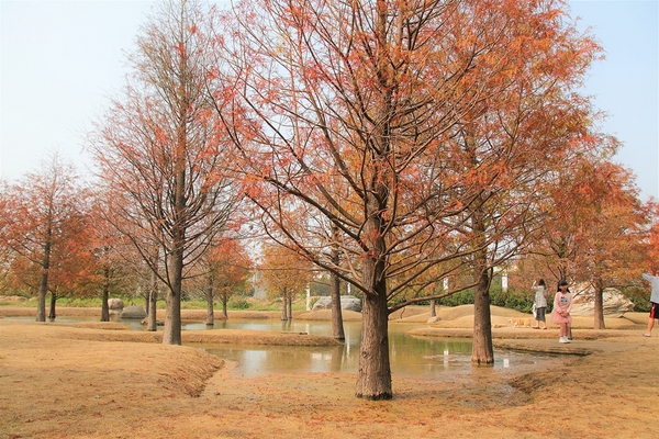 雲林虎尾青埔落羽松: 【雲林虎尾景點】青埔落羽松新秘境~圍繞著河畔而生,世外桃源與世隔絕的人間仙境