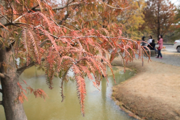 雲林虎尾青埔落羽松: 【雲林虎尾景點】青埔落羽松新秘境~圍繞著河畔而生,世外桃源與世隔絕的人間仙境