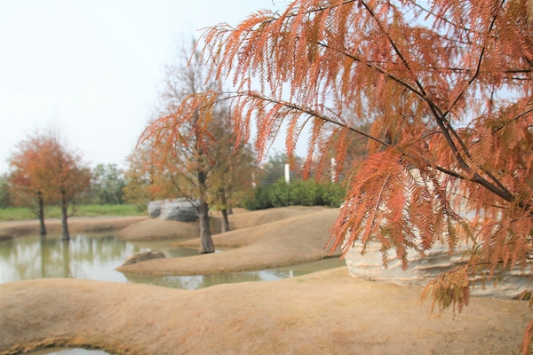 雲林虎尾青埔落羽松: 【雲林虎尾景點】青埔落羽松新秘境~圍繞著河畔而生,世外桃源與世隔絕的人間仙境