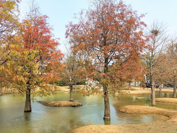 雲林虎尾青埔落羽松: 【雲林虎尾景點】青埔落羽松新秘境~圍繞著河畔而生,世外桃源與世隔絕的人間仙境