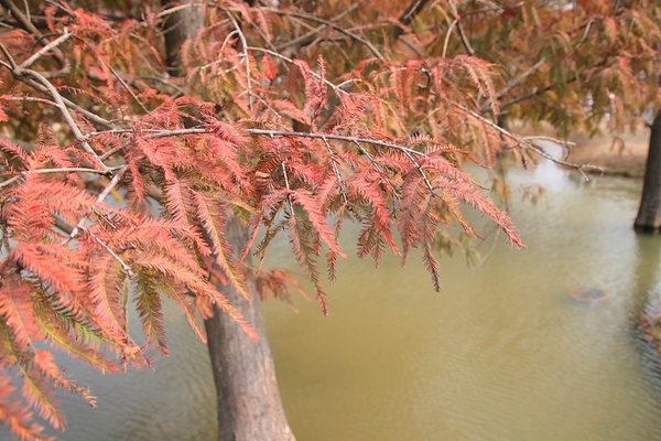 雲林虎尾青埔落羽松: 【雲林虎尾景點】青埔落羽松新秘境~圍繞著河畔而生,世外桃源與世隔絕的人間仙境