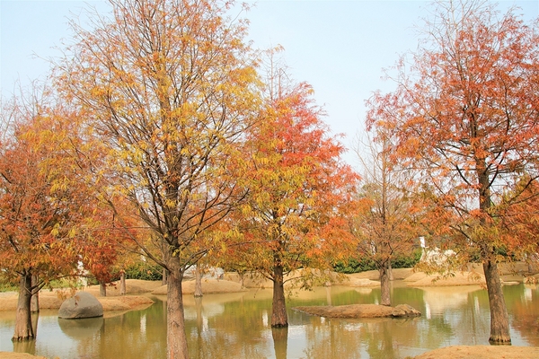 雲林虎尾青埔落羽松: 【雲林虎尾景點】青埔落羽松新秘境~圍繞著河畔而生,世外桃源與世隔絕的人間仙境