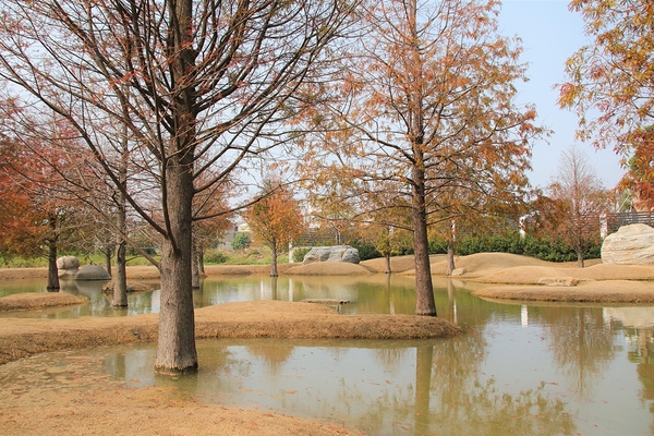 雲林虎尾青埔落羽松: 【雲林虎尾景點】青埔落羽松新秘境~圍繞著河畔而生,世外桃源與世隔絕的人間仙境