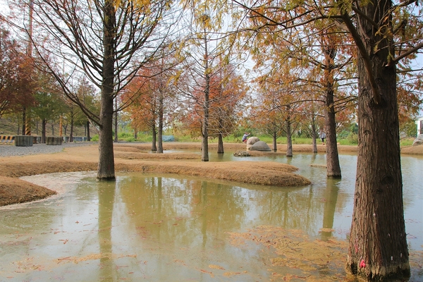 雲林虎尾青埔落羽松: 【雲林虎尾景點】青埔落羽松新秘境~圍繞著河畔而生,世外桃源與世隔絕的人間仙境