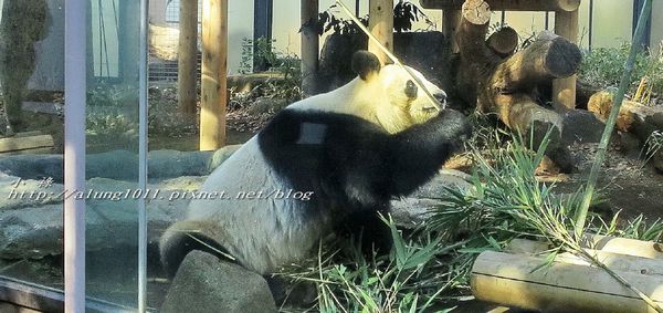 上野動物園:知識趣味兼具,大人小孩都喜歡!! ..來去上野動物園~~ 上野動物園:知識趣味兼具,大人小孩都喜歡!! ..來去上野動物園~~
