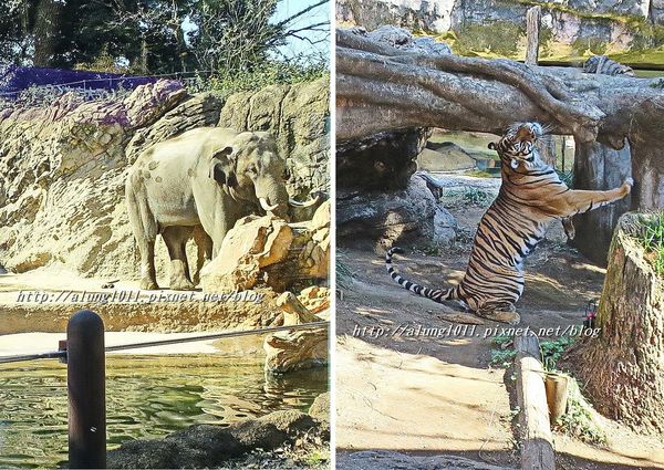 上野動物園:知識趣味兼具,大人小孩都喜歡!! ..來去上野動物園~~ 上野動物園:知識趣味兼具,大人小孩都喜歡!! ..來去上野動物園~~