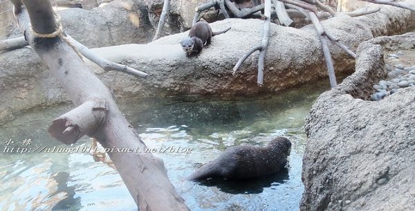 上野動物園:知識趣味兼具,大人小孩都喜歡!! ..來去上野動物園~~ 上野動物園:知識趣味兼具,大人小孩都喜歡!! ..來去上野動物園~~