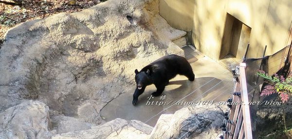 上野動物園:知識趣味兼具,大人小孩都喜歡!! ..來去上野動物園~~ 上野動物園:知識趣味兼具,大人小孩都喜歡!! ..來去上野動物園~~