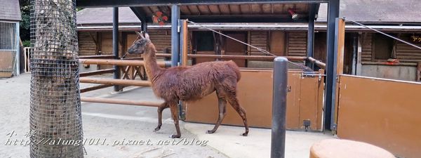 上野動物園:知識趣味兼具,大人小孩都喜歡!! ..來去上野動物園~~ 上野動物園:知識趣味兼具,大人小孩都喜歡!! ..來去上野動物園~~