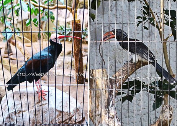 上野動物園:知識趣味兼具,大人小孩都喜歡!! ..來去上野動物園~~ 上野動物園:知識趣味兼具,大人小孩都喜歡!! ..來去上野動物園~~